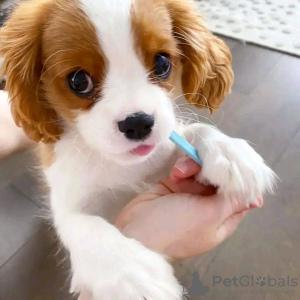 Photo №2 to announcement № 120685 for the sale of cavalier king charles spaniel - buy in Belgium 