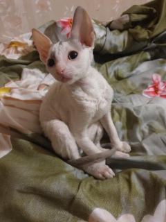 Photo №2 to announcement № 1315 for the sale of cornish rex - buy in Russian Federation private announcement