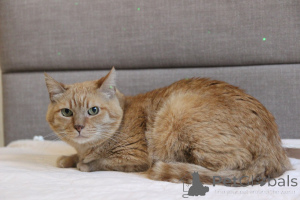 Photo №2 to announcement № 139190 for the sale of  - buy in Belarus from the shelter