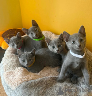 Photo №1. russian blue - for sale in the city of Giesen | 361$ | Announcement № 174542