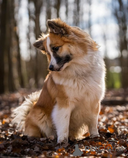 Photo №1. icelandic sheepdog - for sale in the city of Aizlingen | 516$ | Announcement № 157830