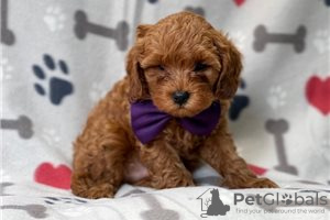 Photo №1. non-pedigree dogs - for sale in the city of Bamberg | Is free | Announcement № 117883