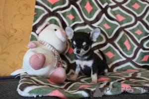 Photo №4. I will sell chihuahua in the city of Валенсия. from nursery - price - 951$