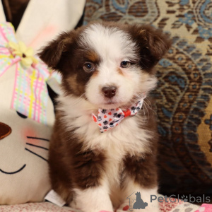 Photo №1. australian shepherd - for sale in the city of Hessisch lichtenau | 847$ | Announcement № 150650
