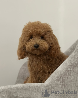 Photo №3. Toilet trained poodle toy. Spain