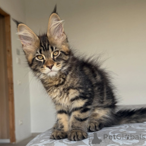 Photo №3. Fluffy Maine Coon Babies Sweet Temperament & Show-Quality Looks. Sweden