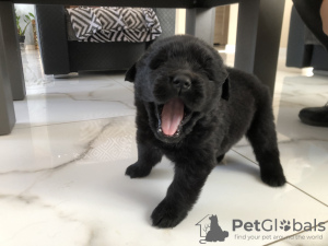Photo №4. I will sell newfoundland dog in the city of Żmigród. breeder - price - 572$