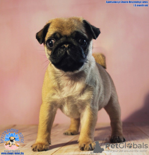 Photo №1. pug - for sale in the city of Minsk | 780$ | Announcement № 24297