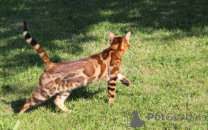 Photo №1. bengal cat - for sale in the city of Munich | Is free | Announcement № 95202