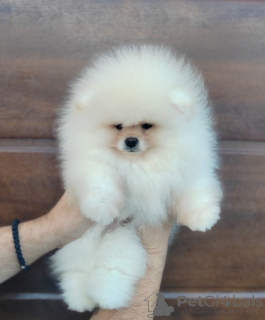 Photo №3. A Beautiful Bearish Pomeranian Puppy. Serbia