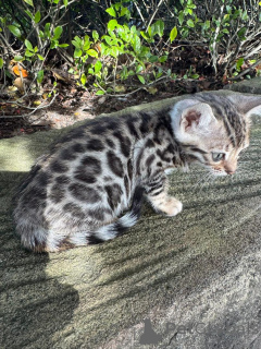 Photo №1. bengal cat - for sale in the city of Borgholm | 750$ | Announcement № 153279