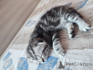 Photo №3. Scottish kittens. Belarus