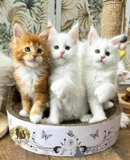 Photo №1. maine coon - for sale in the city of Belgrade | negotiated | Announcement № 169808