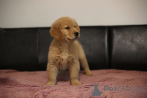 Photo №3. GOLDEN RETRIEVER-golden and dark gold puppies, ZKwP, after champions,. Poland