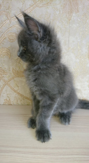 Photo №2 to announcement № 3656 for the sale of maine coon - buy in Russian Federation from nursery, breeder