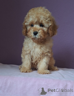 Photo №2 to announcement № 156648 for the sale of poodle (toy) - buy in Belarus 