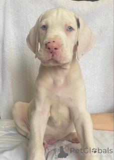 Photo №4. I will sell great dane in the city of Zrenjanin. breeder - price - negotiated