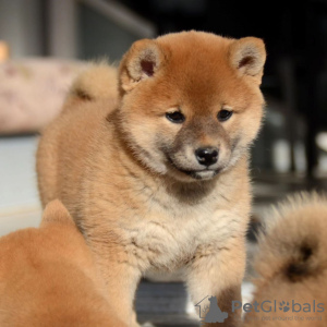 Photo №4. I will sell shiba inu in the city of Minsk. from nursery - price - negotiated