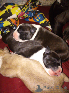Photo №3. Pit bull puppies for sale. Belarus