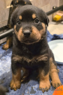 Photo №1. rottweiler - for sale in the city of Rumlange | negotiated | Announcement № 167000