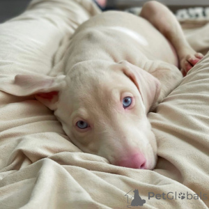 Photo №2 to announcement № 144454 for the sale of dobermann - buy in Germany private announcement