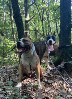 Photo №4. I will sell american mastiff in the city of Belarus. private announcement - price - 188$