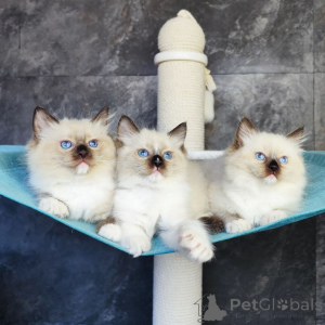 Photo №1. ragdoll - for sale in the city of Langen | 329$ | Announcement № 149196