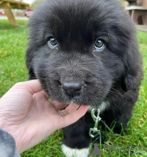 Photo №1. newfoundland dog - for sale in the city of Berlin | 370$ | Announcement № 107539