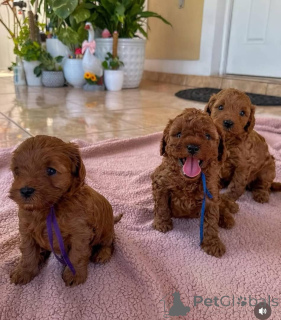 Photo №1. non-pedigree dogs - for sale in the city of Schwerte | negotiated | Announcement № 164341