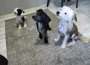 Photo №2 to announcement № 130011 for the sale of  - buy in Turkey private announcement