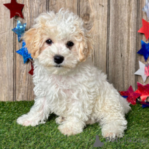 Photo №2 to announcement № 169035 for the sale of maltipu - buy in Germany from nursery