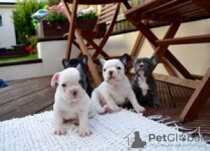 Photo №3. french bulldog. Germany