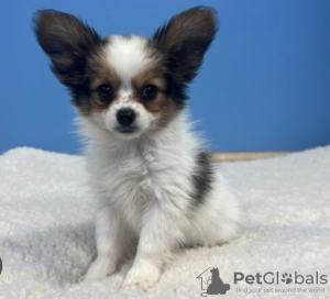 Photo №1. papillon dog - for sale in the city of Stockholm | negotiated | Announcement № 113223