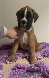 Photo №1. boxer - for sale in the city of Lisbon | 1882$ | Announcement № 131510