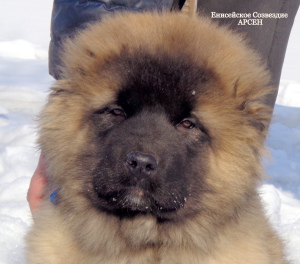 Photo №3. Caucasian Shepherd puppies with pedigree. Russian Federation
