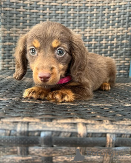 Photo №3. *Dachshund Puppies Playful and Loyal Companions * Dachshund puppies are known in United States