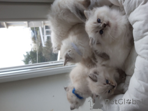 Photo №1. ragdoll - for sale in the city of Courcelles | Is free | Announcement № 163578