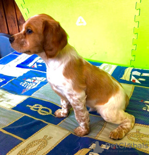 Photo №2 to announcement № 10663 for the sale of brittany dog - buy in Ukraine private announcement, breeder