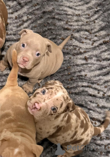 Photo №1. american bulldog - for sale in the city of Freysing | 361$ | Announcement № 154215