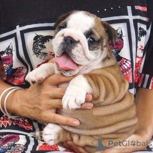 Photo №1. english bulldog - for sale in the city of Bucharest | negotiated | Announcement № 94674