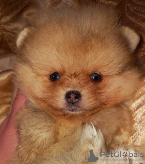 Additional photos: Pomeranian