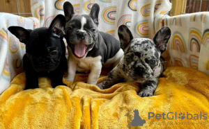 Photo №2 to announcement № 125620 for the sale of french bulldog - buy in United Kingdom 