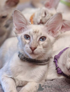 Photo №1. balinese cat - for sale in the city of New York | 550$ | Announcement № 140166