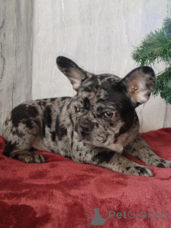 Photo №1. french bulldog - for sale in the city of Brest | negotiated | Announcement № 163105