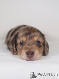 Photo №1. dachshund - for sale in the city of Þorlákshöfn | negotiated | Announcement № 159638