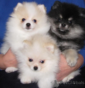 Photo №1. pomeranian - for sale in the city of Quebec City | 700$ | Announcement № 162782