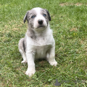Photo №2 to announcement № 168899 for the sale of border collie - buy in Finland private announcement