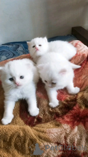 Photo №2 to announcement № 136633 for the sale of exotic shorthair - buy in Germany breeder