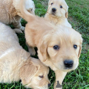 Photo №3. Healthy cute adorable and socialized Golden retriever. Germany