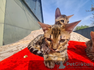 Additional photos: Bengals Kittens